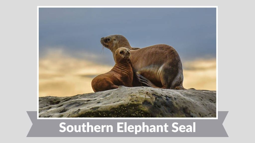 Southern Elephant Seal
