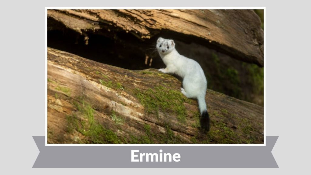  Ermine