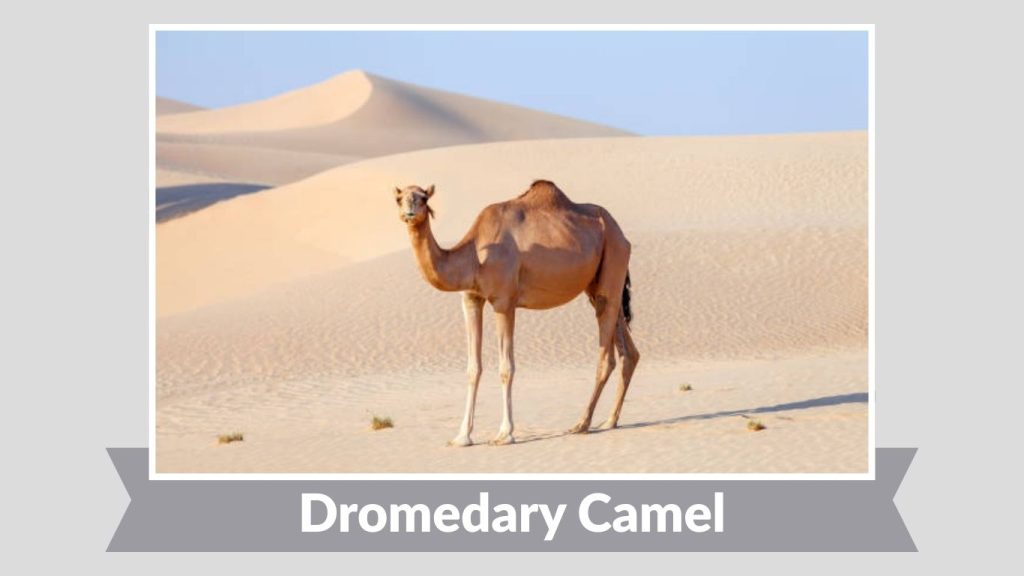 Dromedary Camel