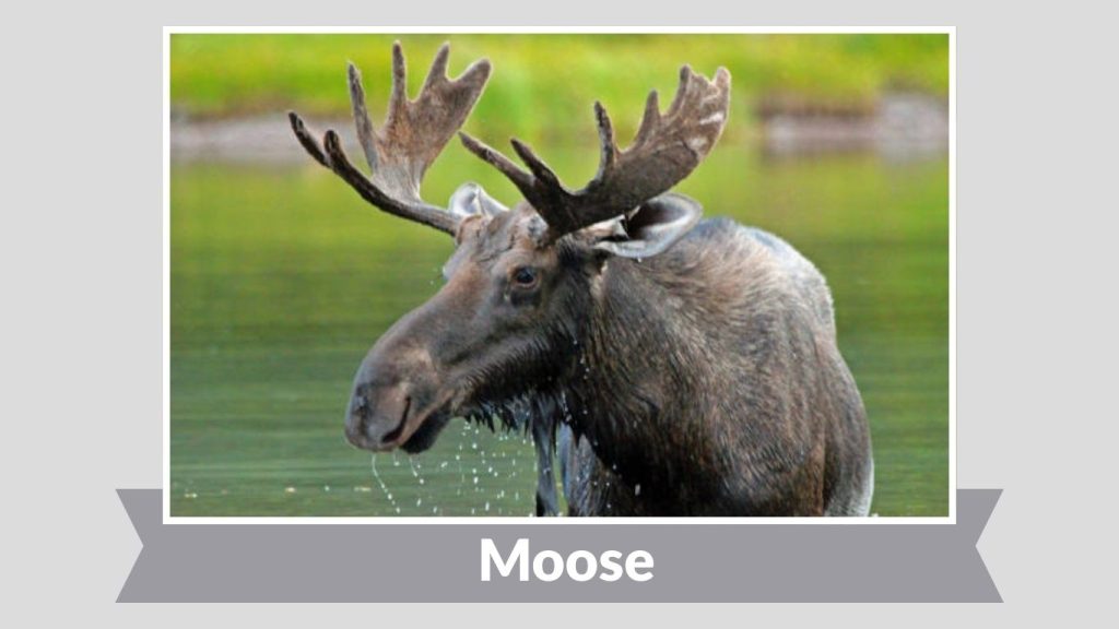  Moose