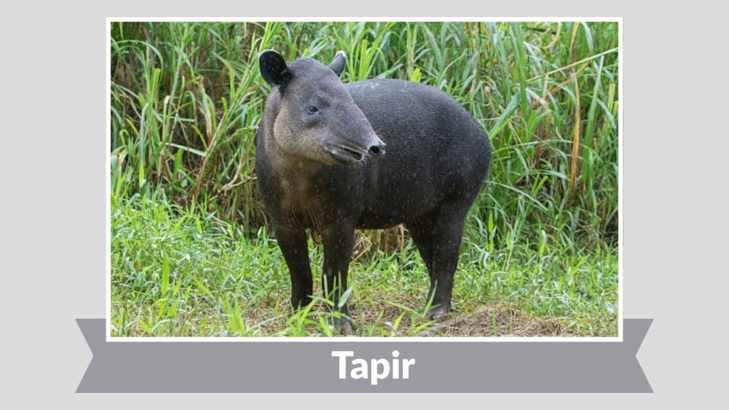 Tapir