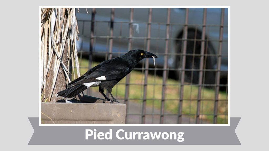 Pied Currawong