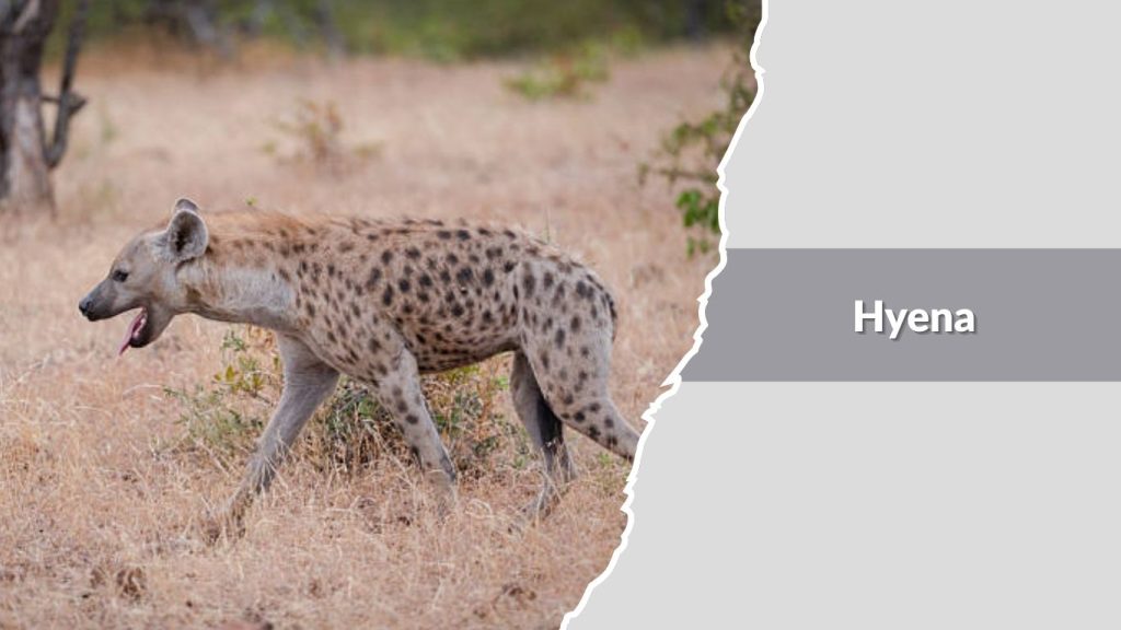 Hyena