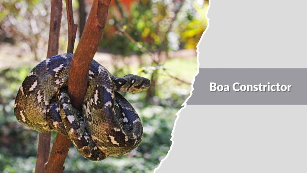  Boa Constrictor