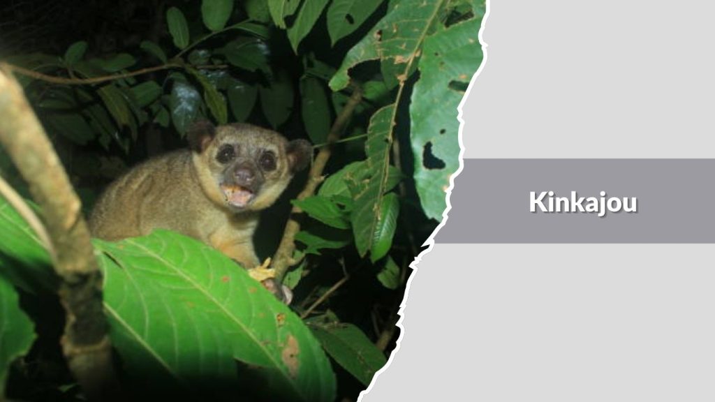 Kinkajou