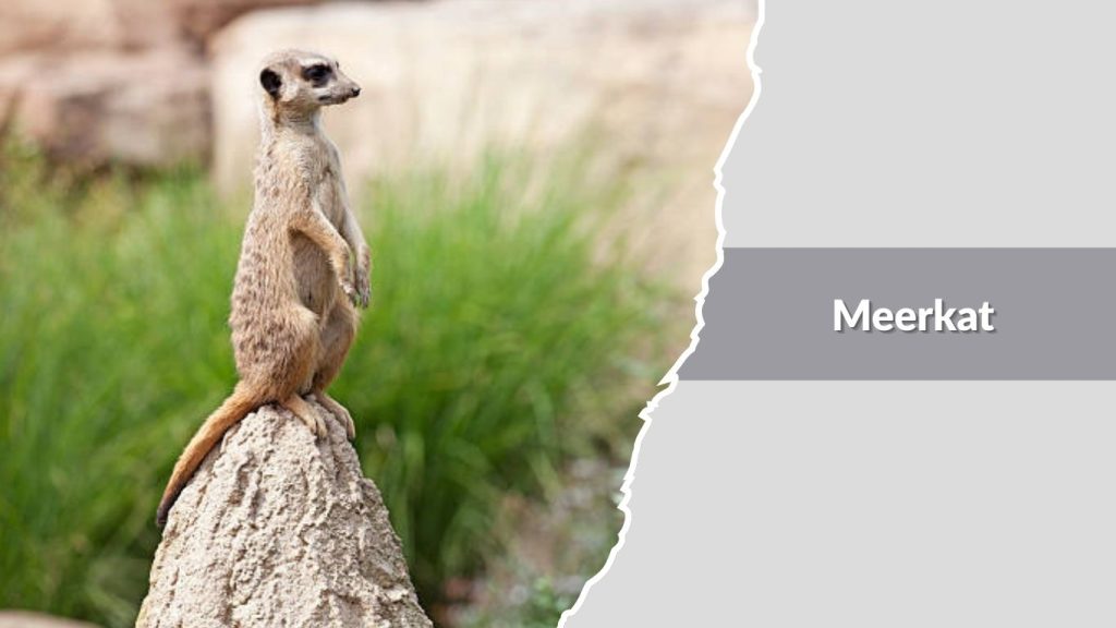 Meerkat