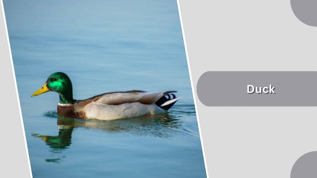 Duck