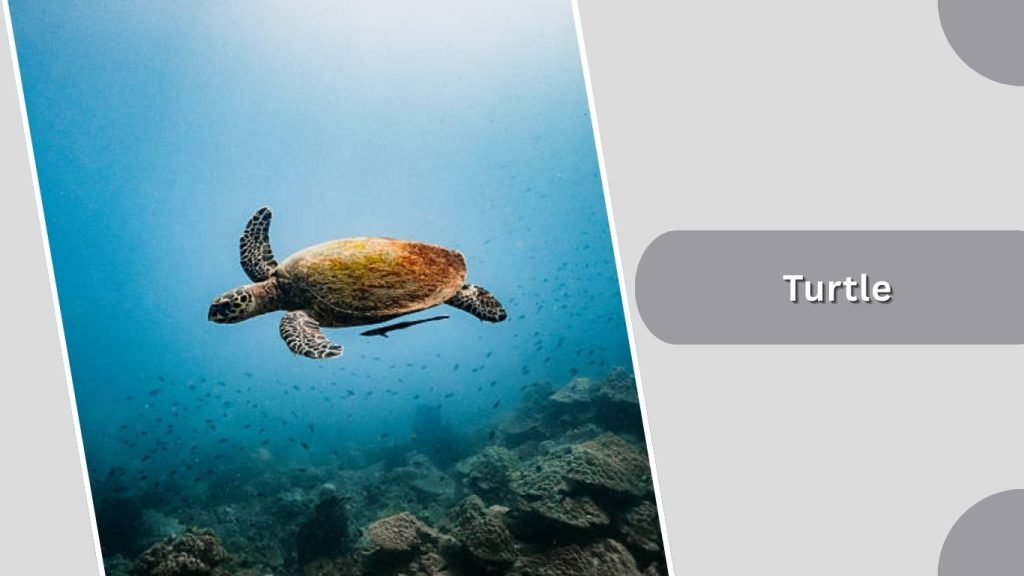 Turtle