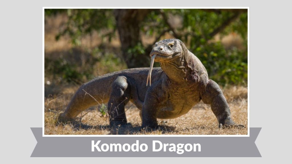 Komodo Dragon
