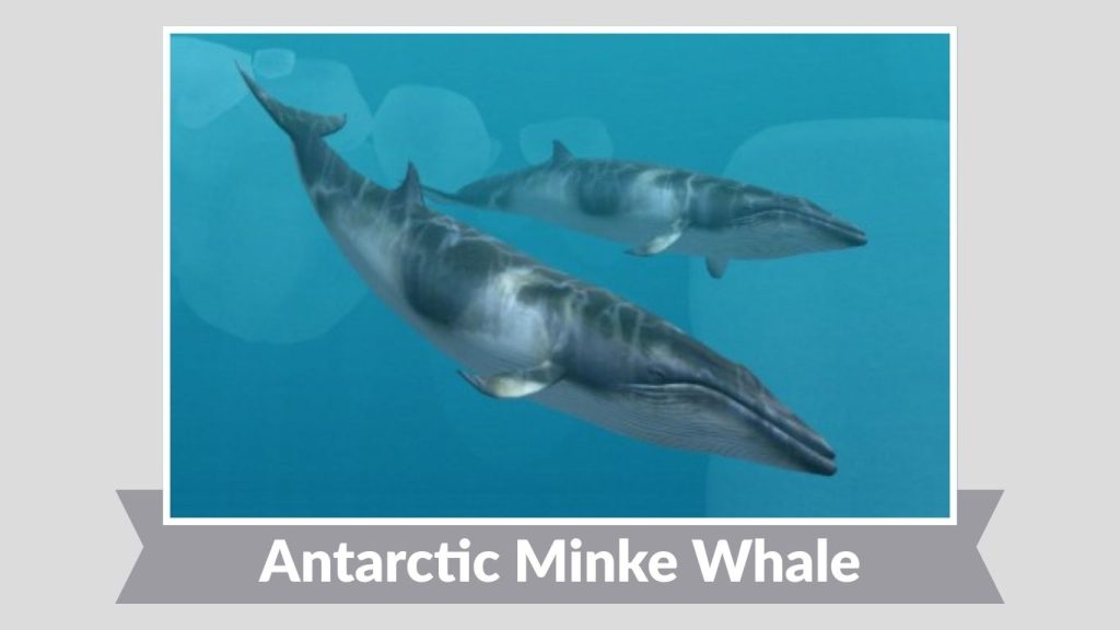 Antarctic Minke Whale