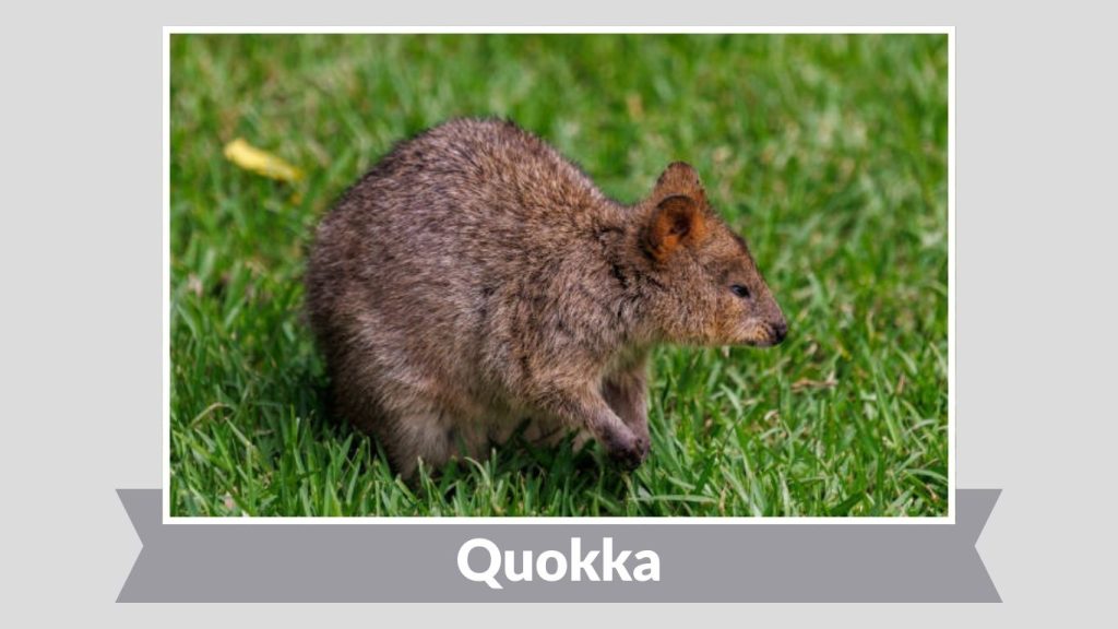 Quokka