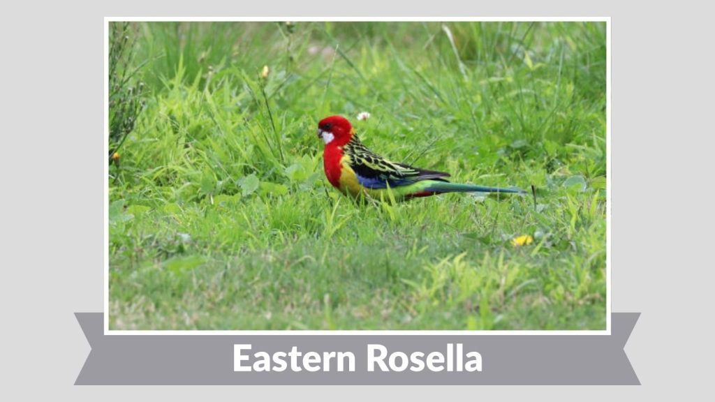Eastern Rosella