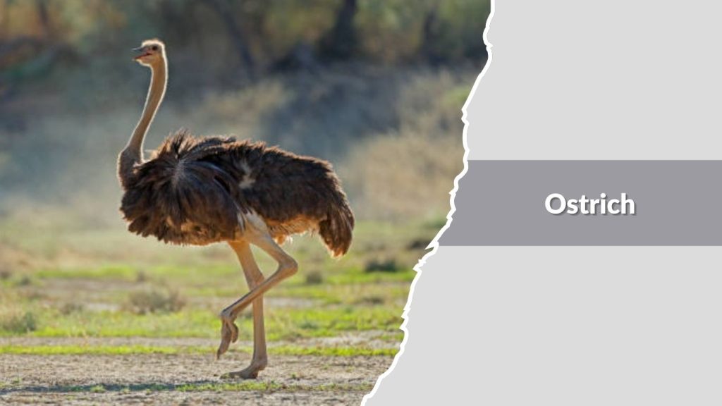 Ostrich