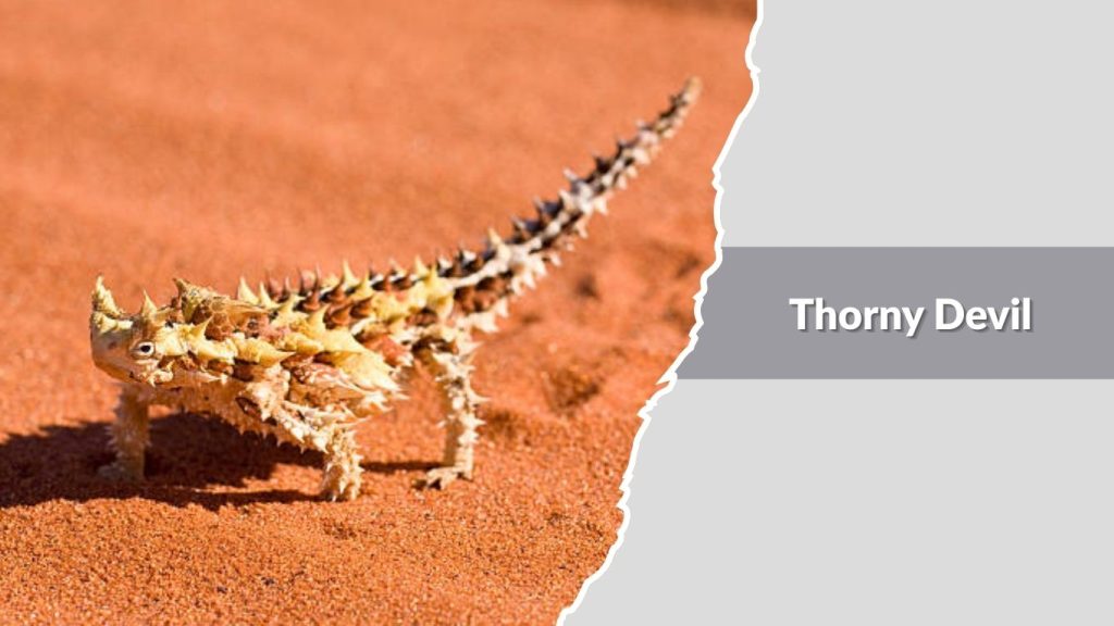 Thorny Devil