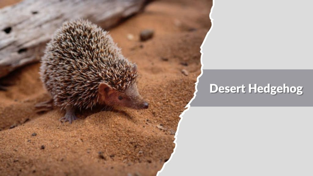 Desert Hedgehog
