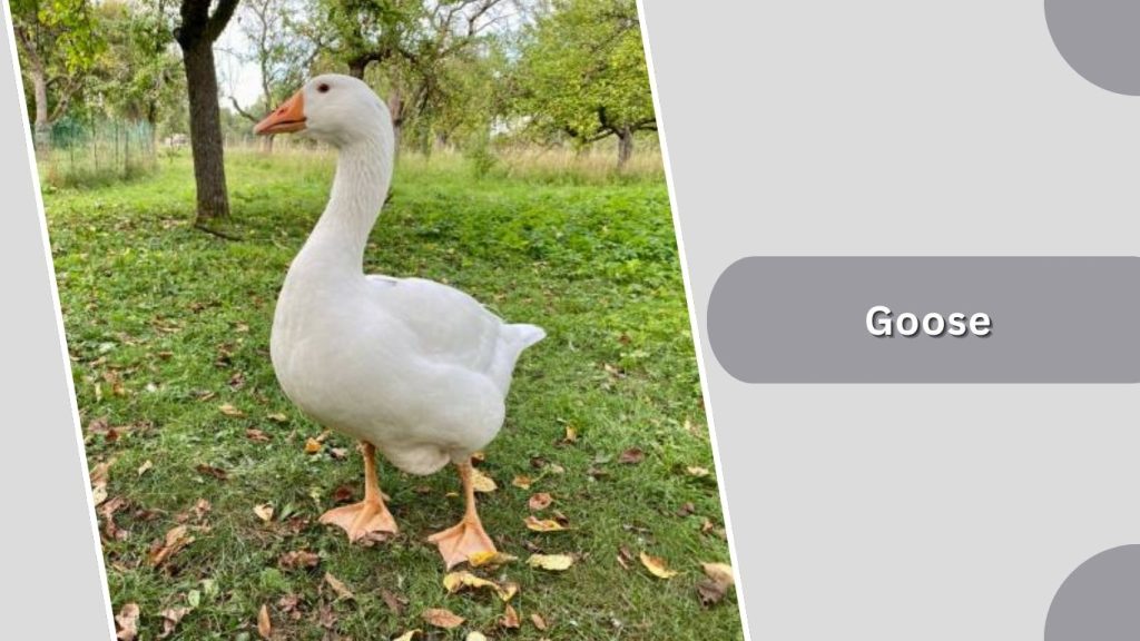 Goose