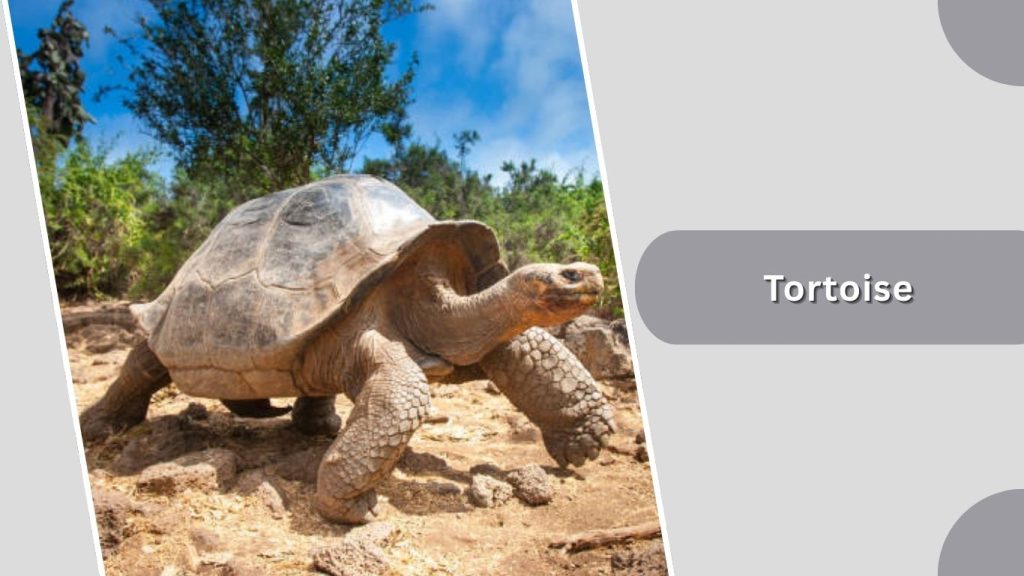Tortoise