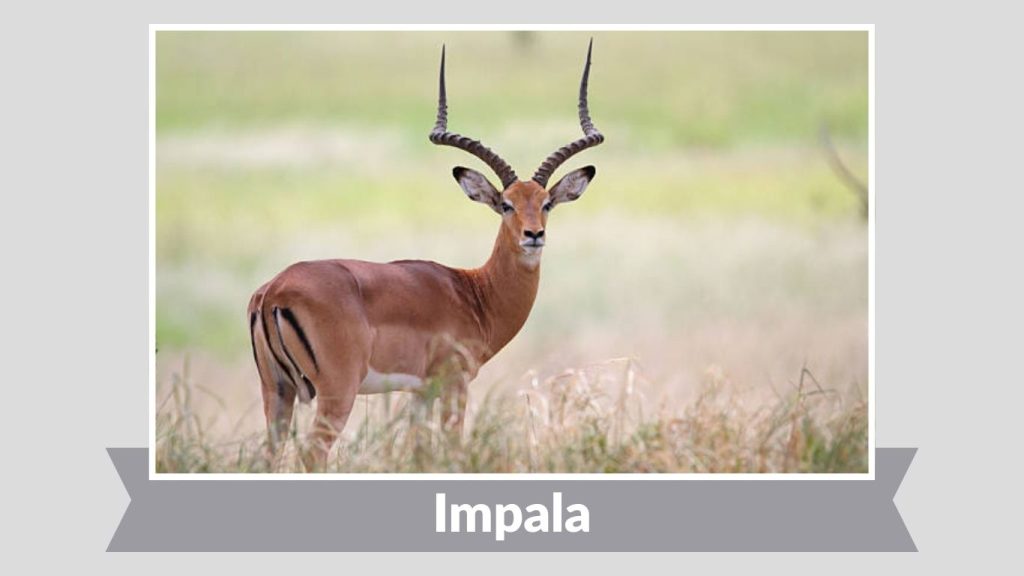 Impala