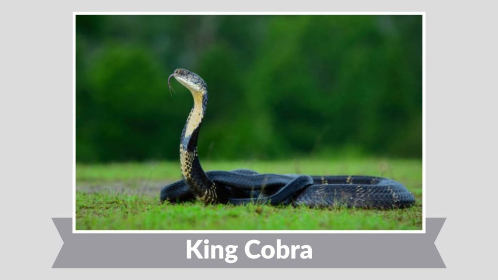 King Cobra
