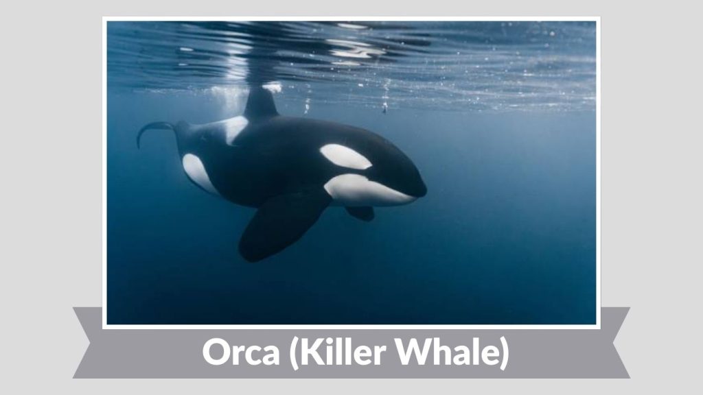 Orca (Killer Whale)