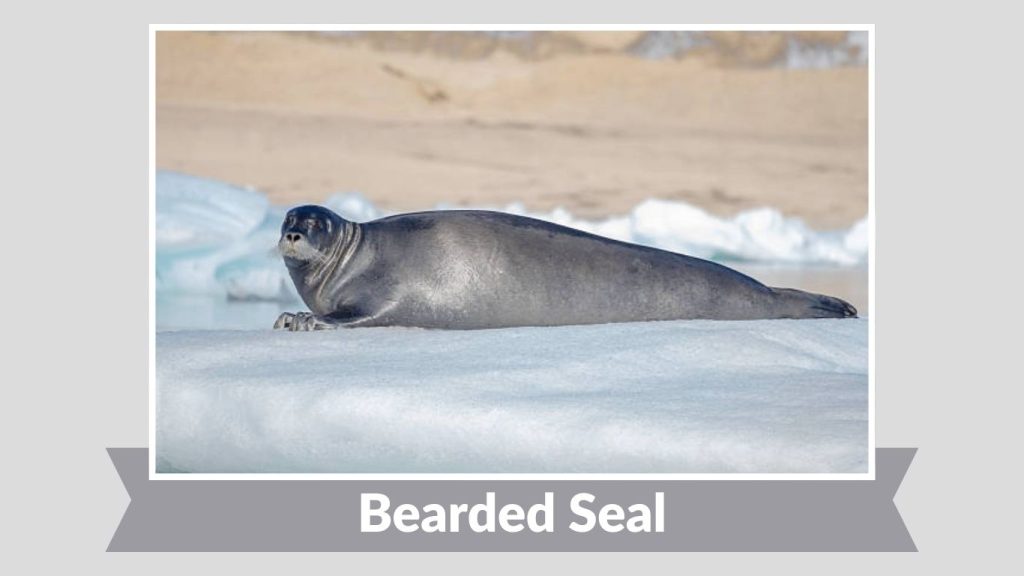 Bearded Seal