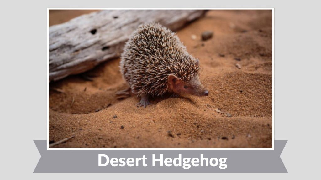 Desert Hedgehog