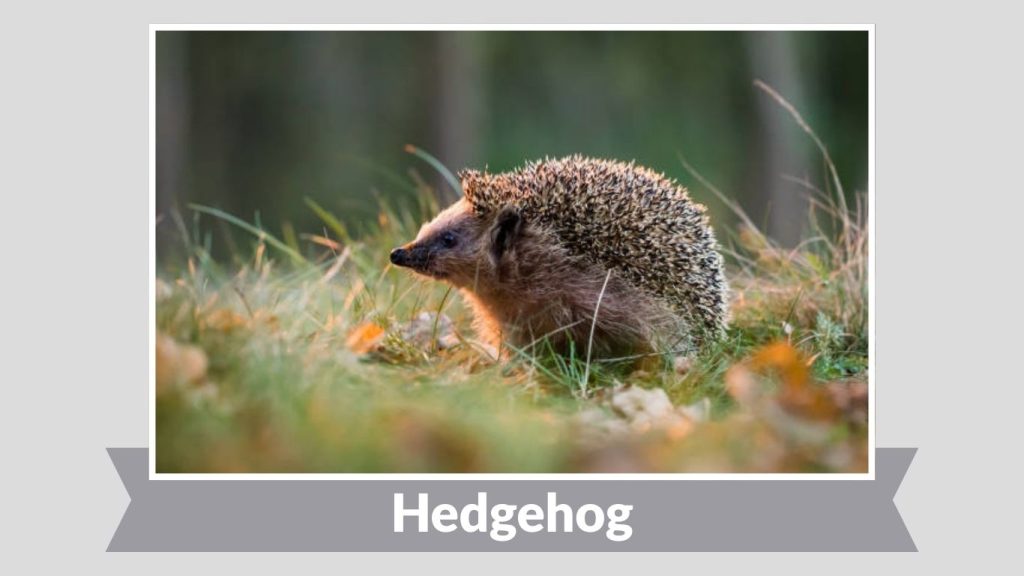 Hedgehog