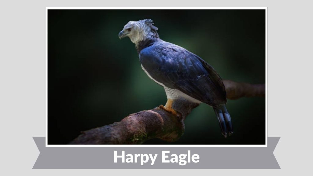 Harpy Eagle