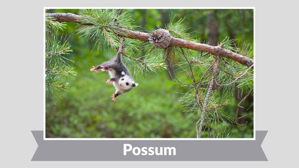 Possum