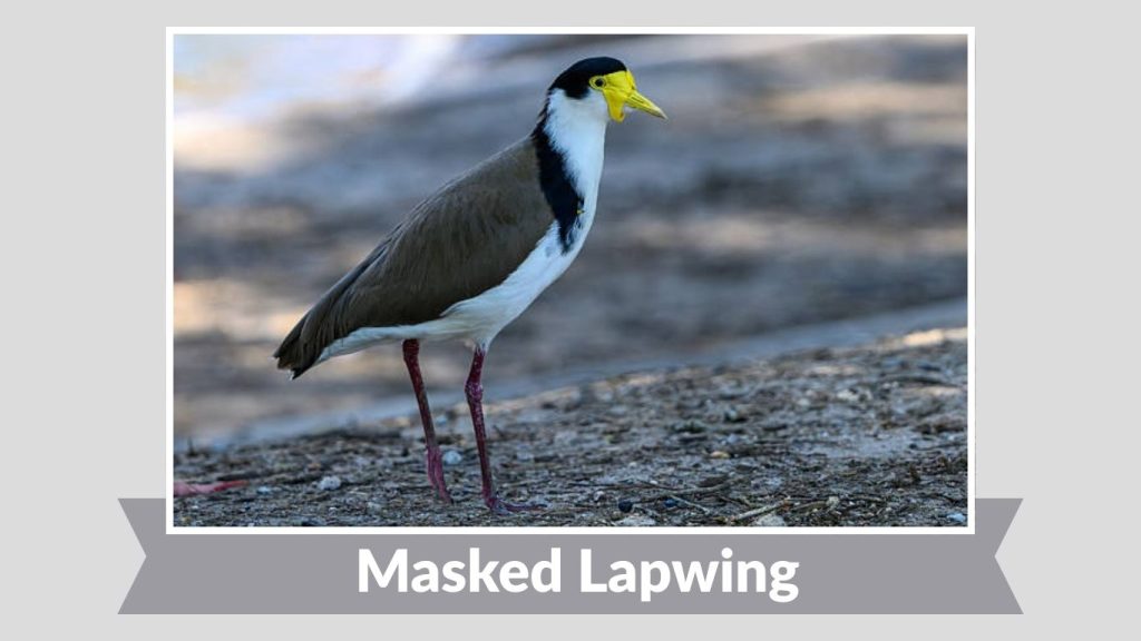  Masked Lapwing