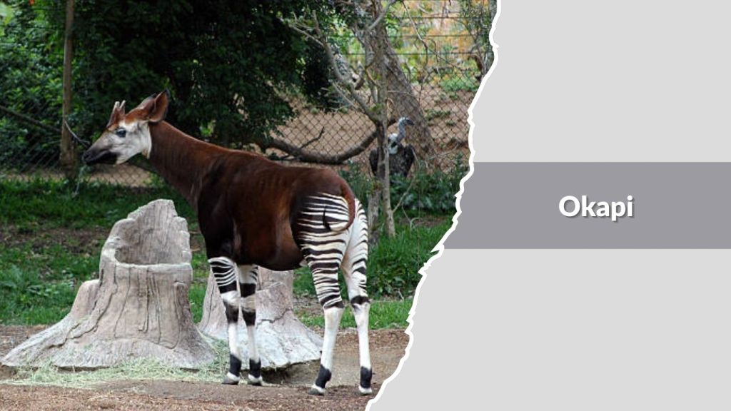 Okapi