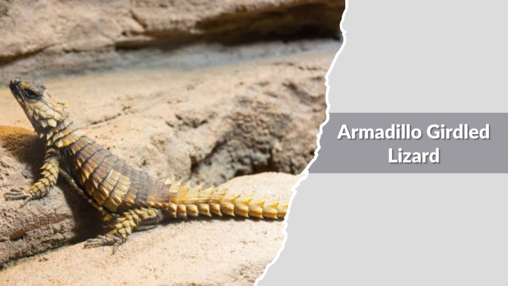 Armadillo Girdled Lizard