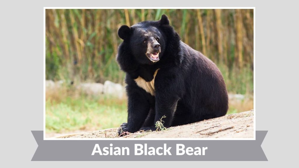 Asian Black Bear