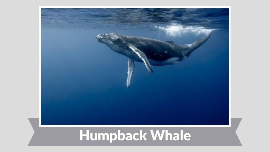 Humpback Whale