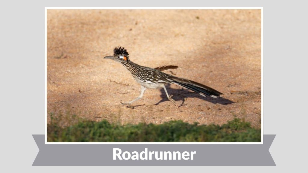 Roadrunner