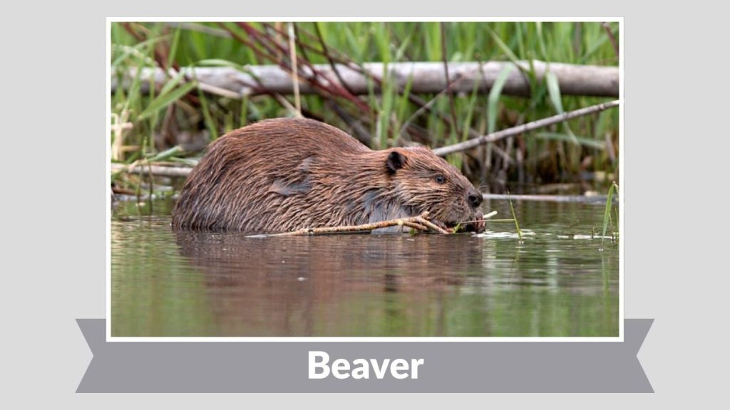 Beaver