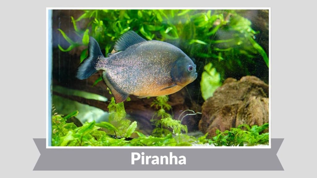 Piranha