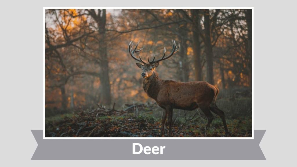  Deer