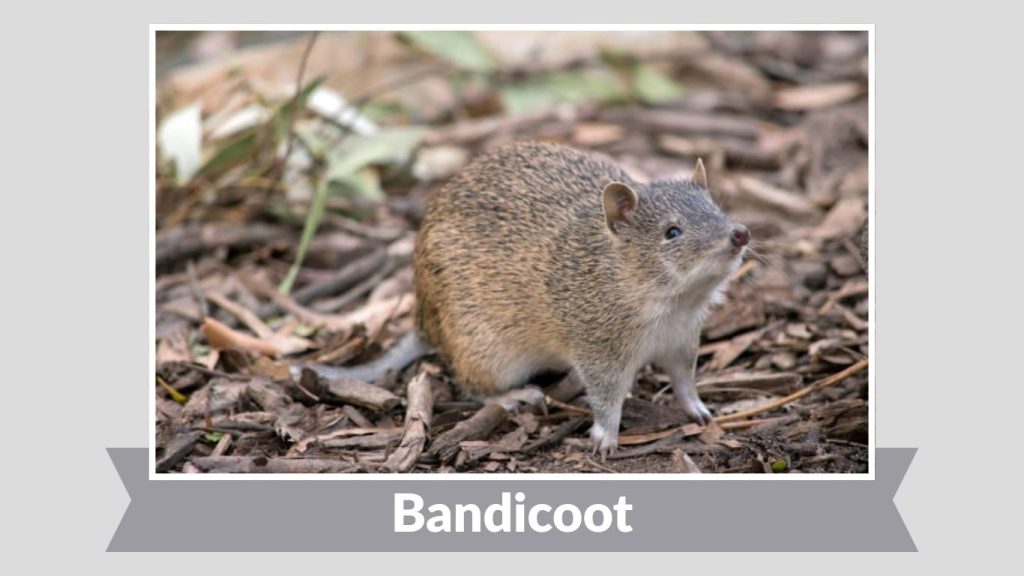 Bandicoot