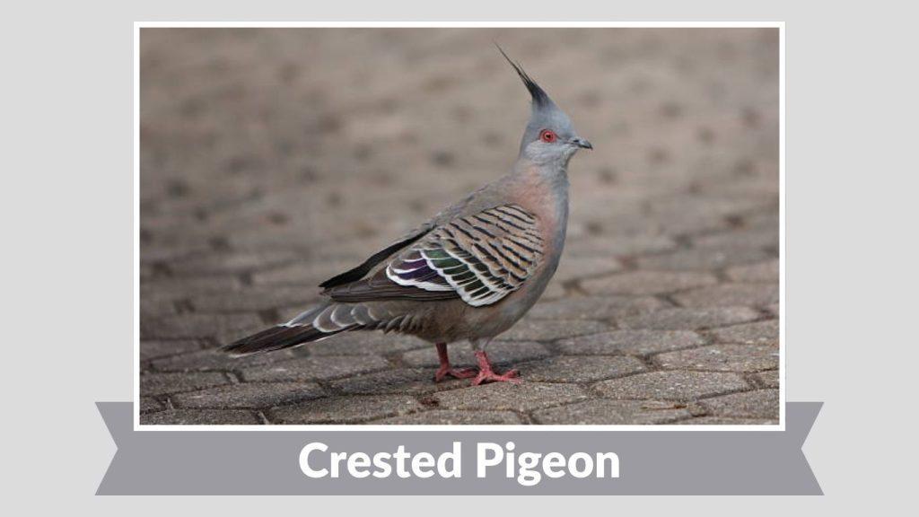 Crested Pigeon