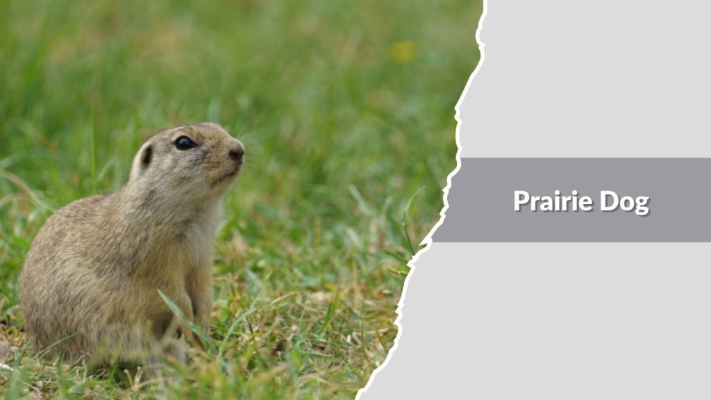 Prairie Dog