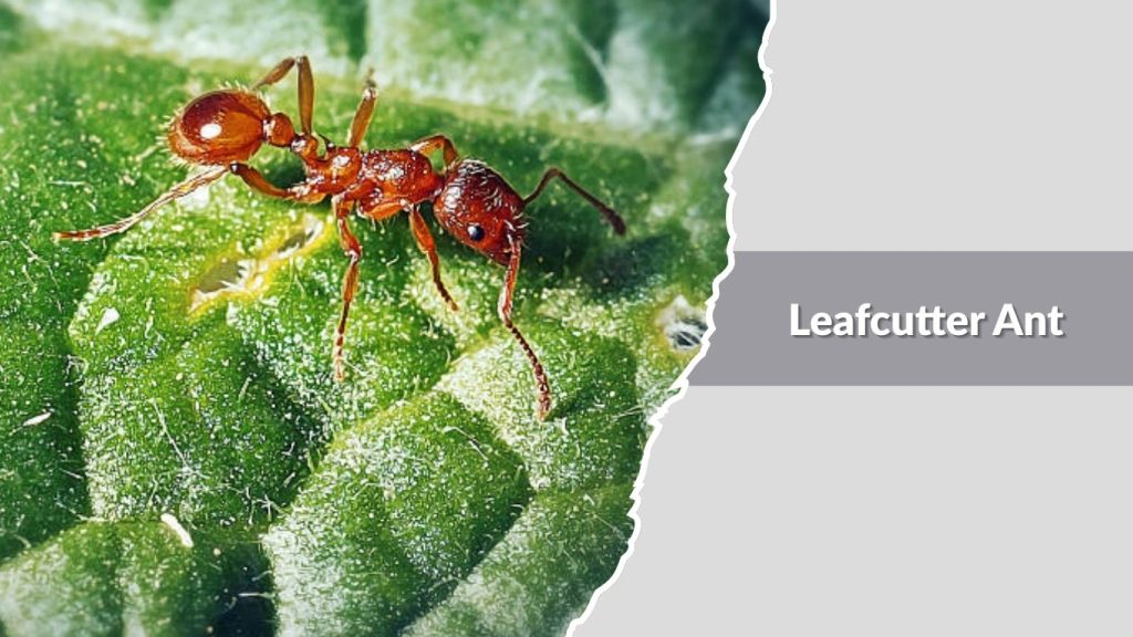 Leafcutter Ant