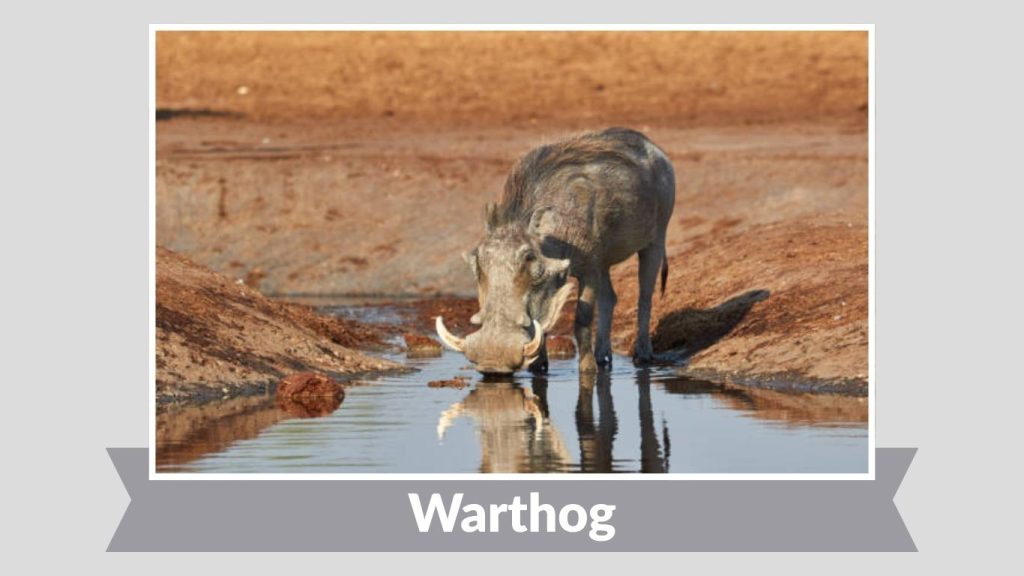  Warthog