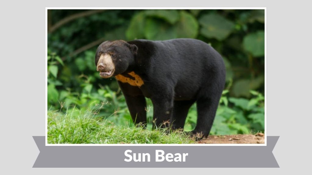  Sun Bear