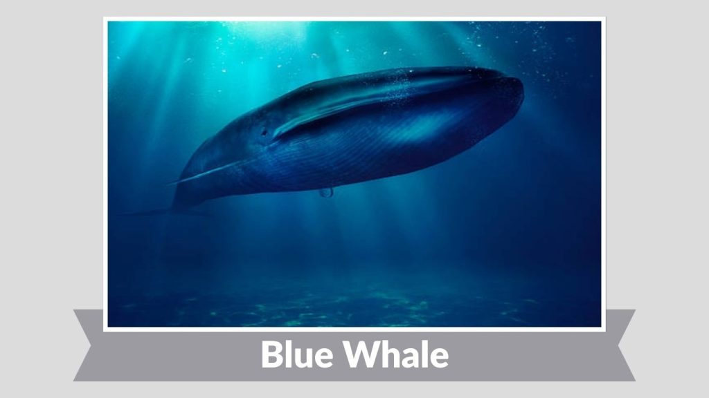 Blue Whale