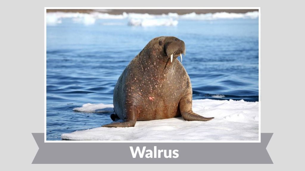 Walrus