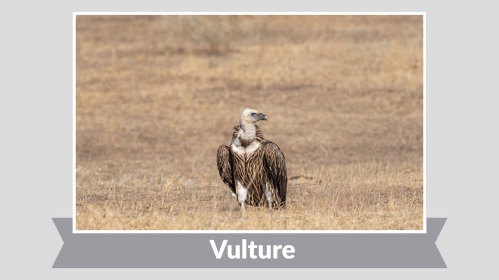 Vulture