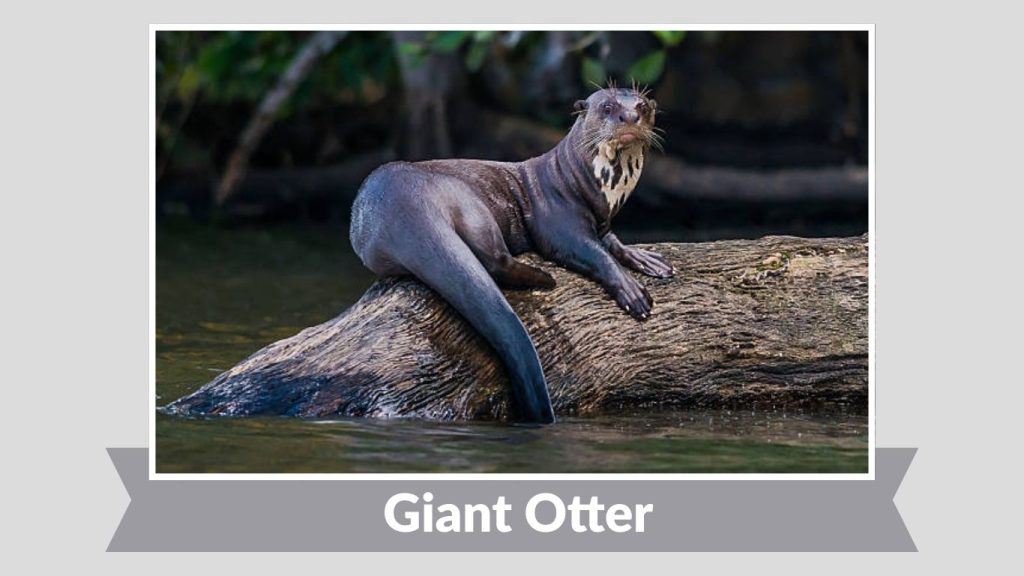 Giant Otter