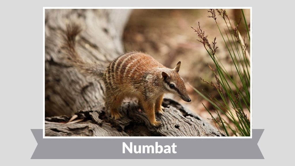  Numbat
