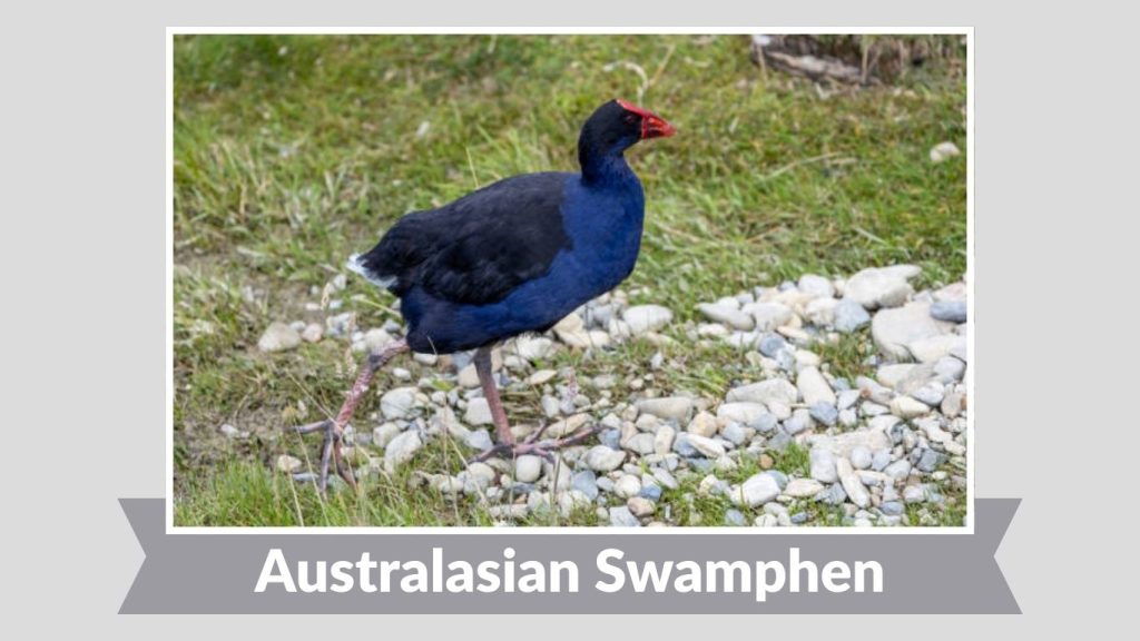 Australasian Swamphen
